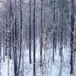 image[1d]