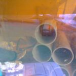 オニテナガエビ