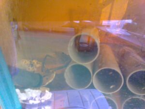 オニテナガエビ